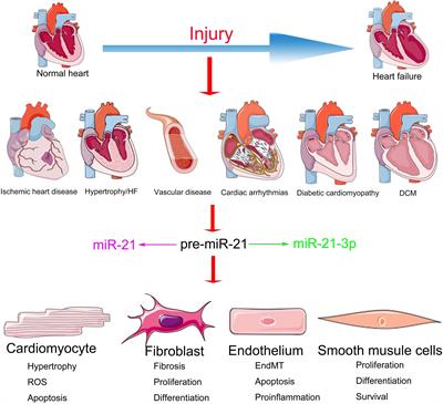 The Cell Type–Specific Functions of miR-21 in Cardiovascular Diseases